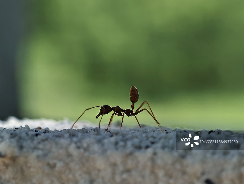 蚂蚁图片素材