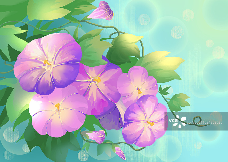 牵牛花紫色叶子夏天植物图片素材