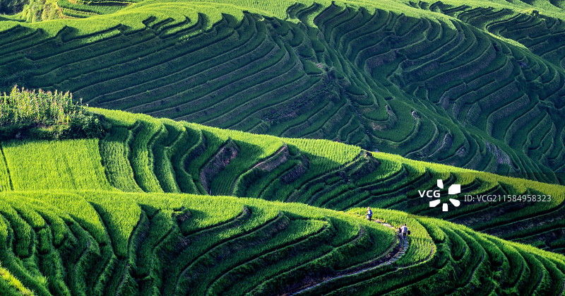 《晨光斜照下的龙胜梯田》图片素材