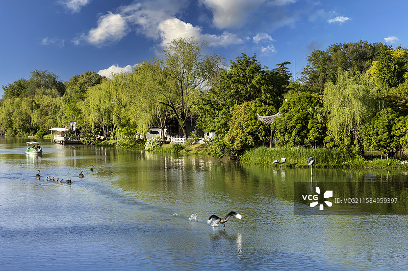 晴朗天空下的扬州古运河自然风光与河面上飞翔的天鹅图片素材