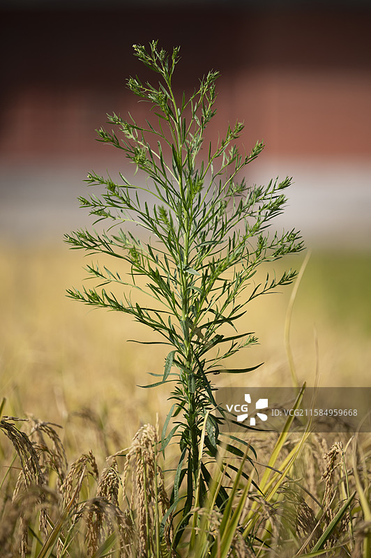 小蓬草是菊科飞蓬属一年生草本植物。图片素材