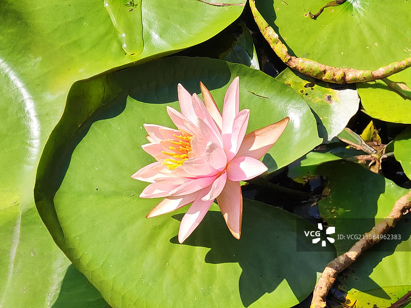 睡莲绿盘托举的夏日温柔 睡莲绽放如夏日漫柔的梦，花瓣金蕊轻颤，把水畔的静谧晕染成浪漫的画悄然漫进心扉图片素材