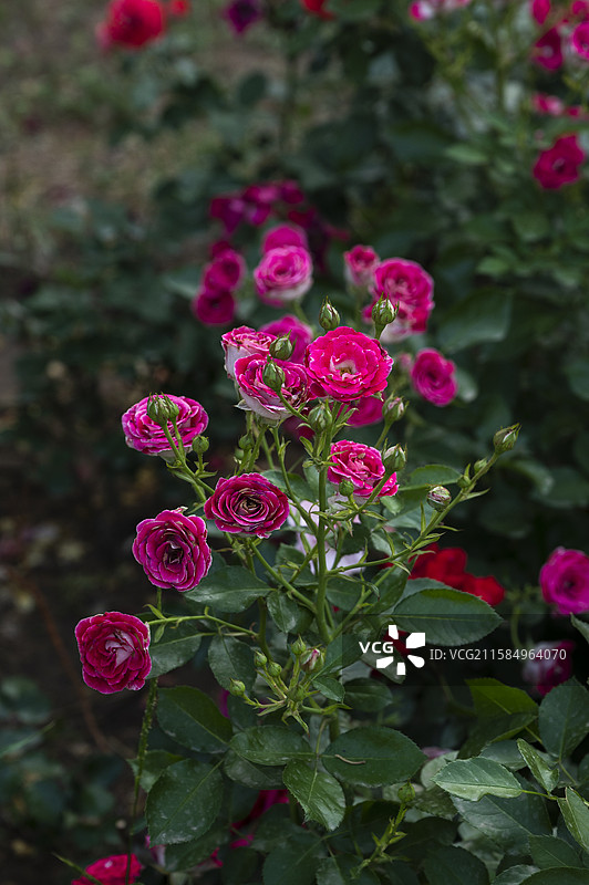 国家植物园，月季花是蔷薇科属的常绿、半常绿低矮灌木图片素材