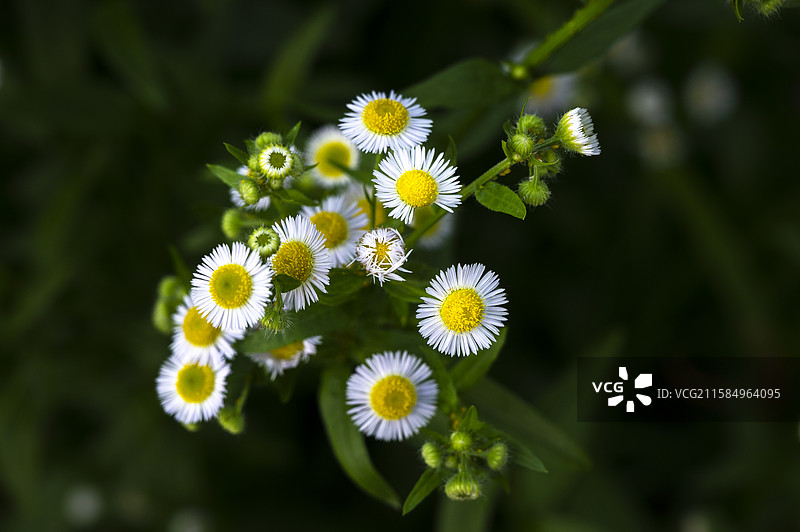国家植物园，一年蓬是菊科飞蓬属植物，别名白顶飞蓬、千层塔、野蒿图片素材