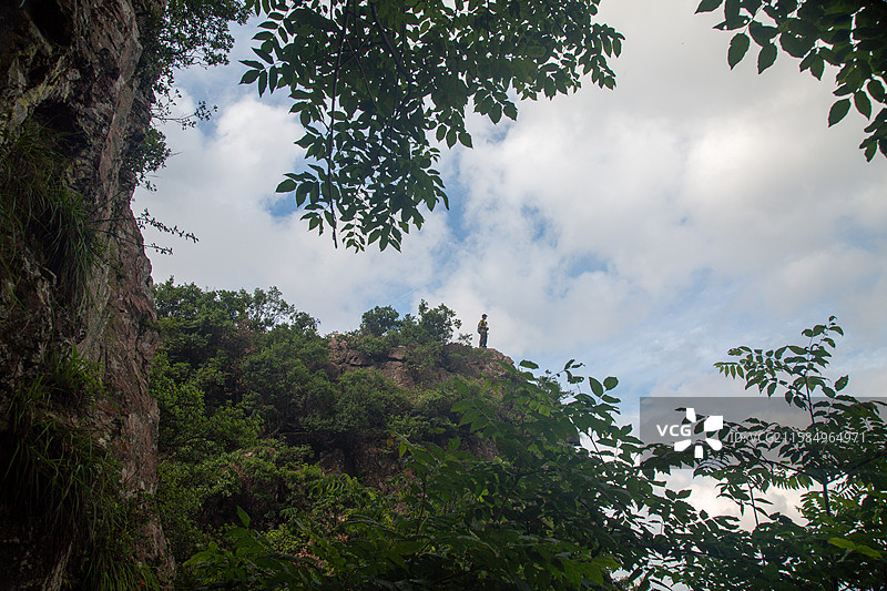 森林中树木对天空的低角度视图图片素材