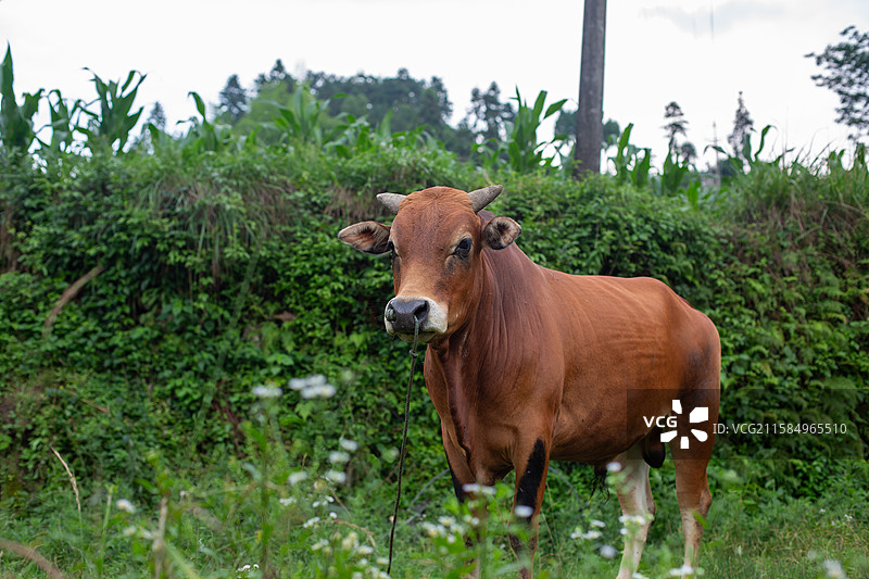 乡村草地上的棕色牛图片素材