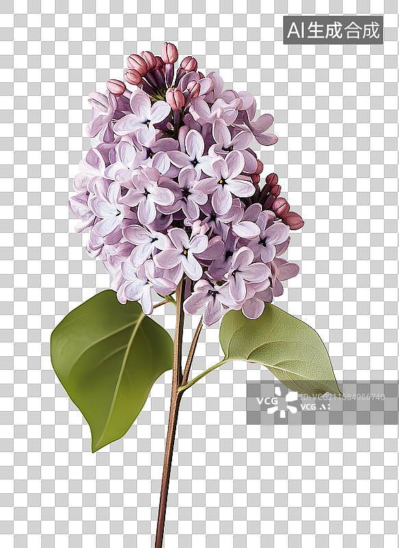 【AI数字艺术】紫色丁香花图片素材