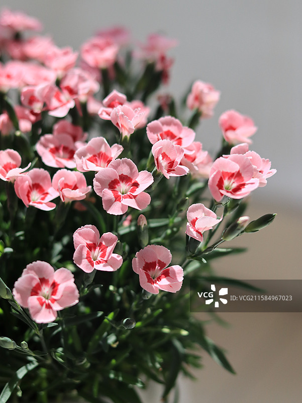 欧石竹初吻蜜桃派鲜花图片素材