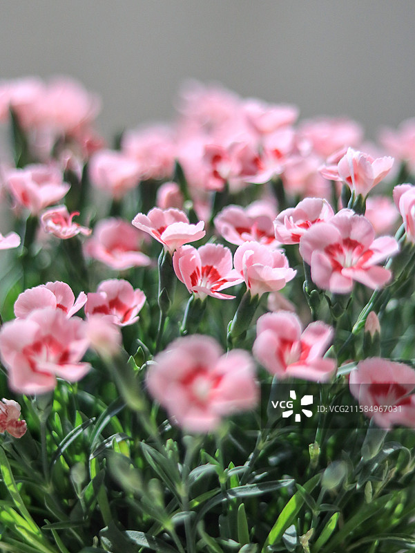 欧石竹初吻蜜桃派鲜花图片素材