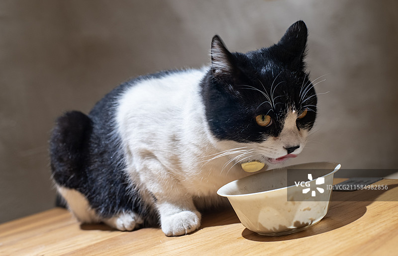 中国野生动物拍摄主题，地面上躺着一只白色黑色相间的猫咪正在吃猫粮，室内无人图像摄影图片素材