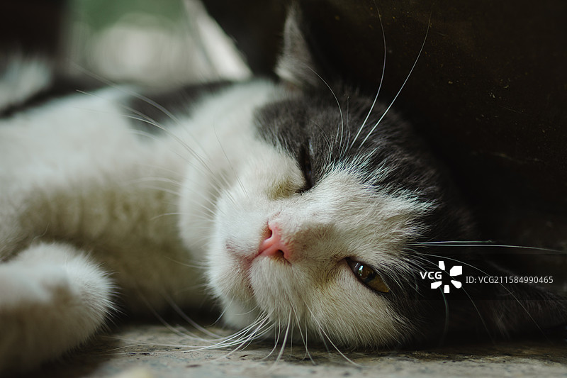 正在睡觉的美短小猫图片素材