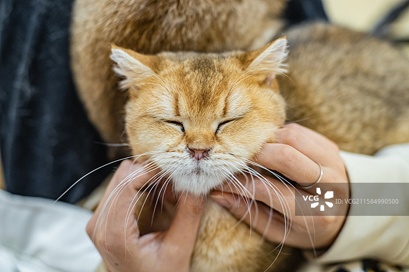 中国健康生活方式拍摄主题，猫咖黄色米色白色狸花猫金渐层美国短毛猫坐在主人腿上被抚摸，室内无人图像摄影图片素材