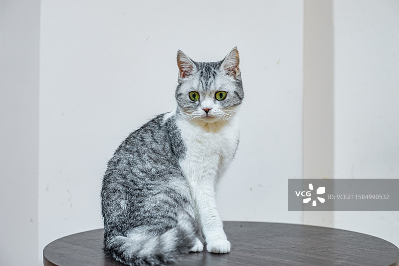 中国健康生活方式拍摄主题，猫咖一只黑白相间的斑纹猫美国短毛猫坐在圆桌子上，室内无人图像摄影图片素材