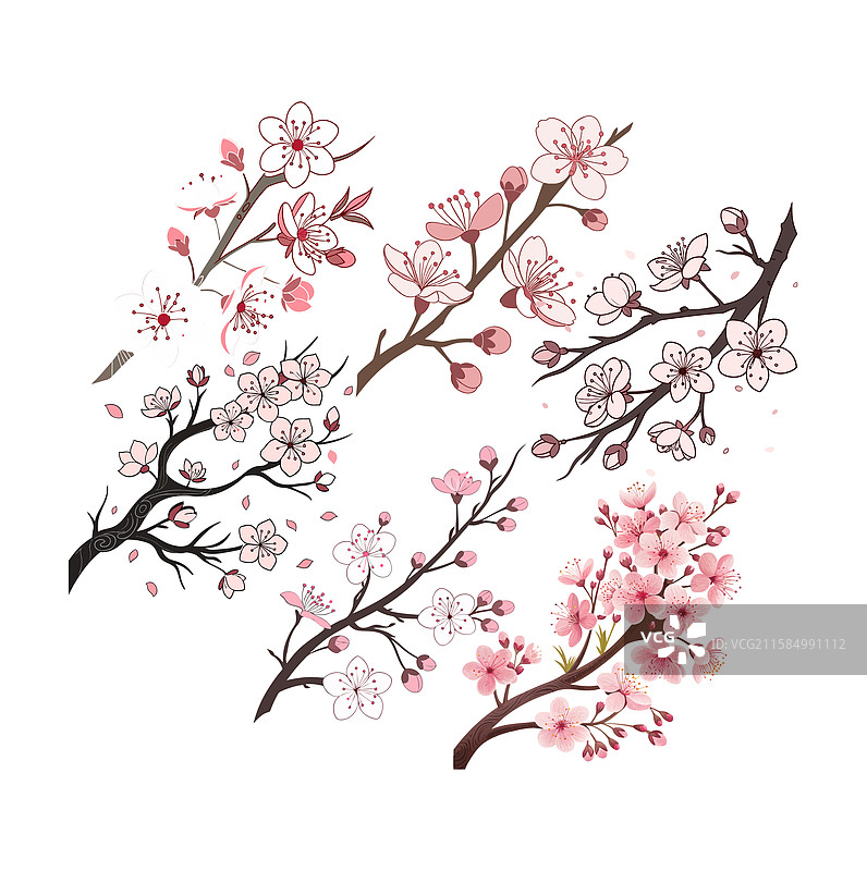 短暂的樱花庆祝活动图片素材