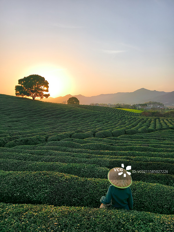 茶园里采茶的茶农背影图片素材