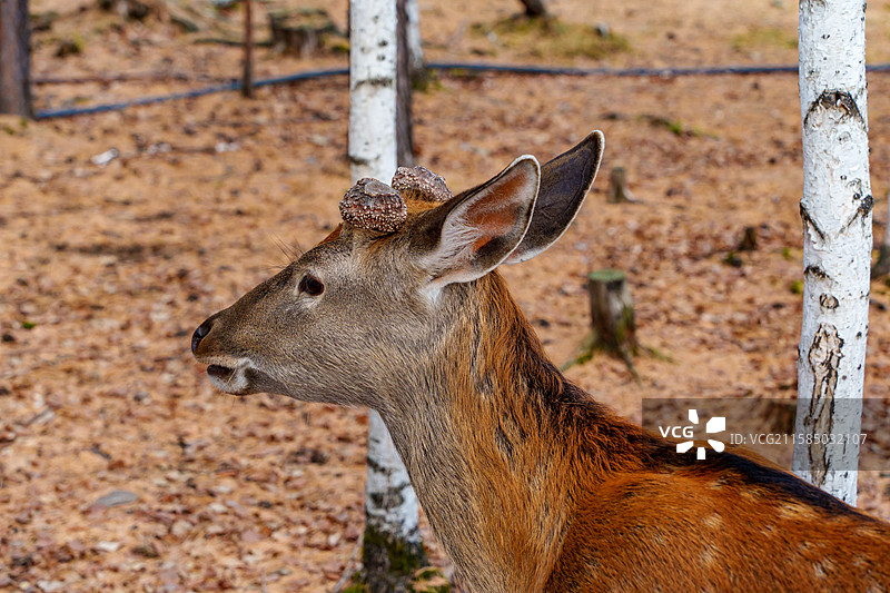 东北大兴安岭地区驯鹿苑中被锯掉鹿角的驯鹿眼神空洞图片素材