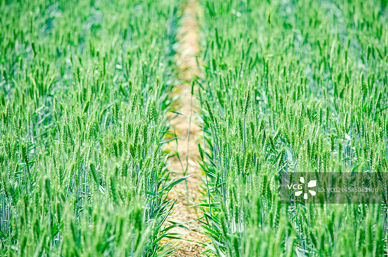 中国野生植物和野外植物拍摄主题，春天的田地里生长出一片绿色的小麦麦田，户外白昼无人图像摄影图片素材