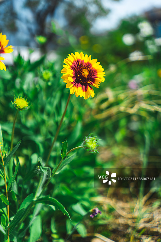 中国野生植物拍摄主题，园林绿化带里一片白色的白晶菊雏菊菊花栽培植物，户外白昼无人图像摄影图片素材