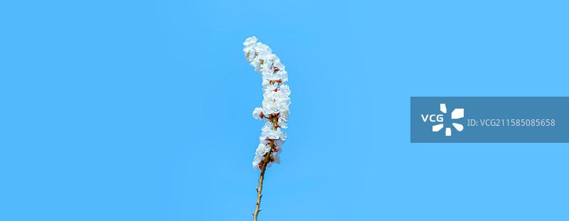 中国野生植物拍摄主题，特写拍摄春天的杏树和一串白色的杏花全景图，户外白昼无人图像摄影图片素材