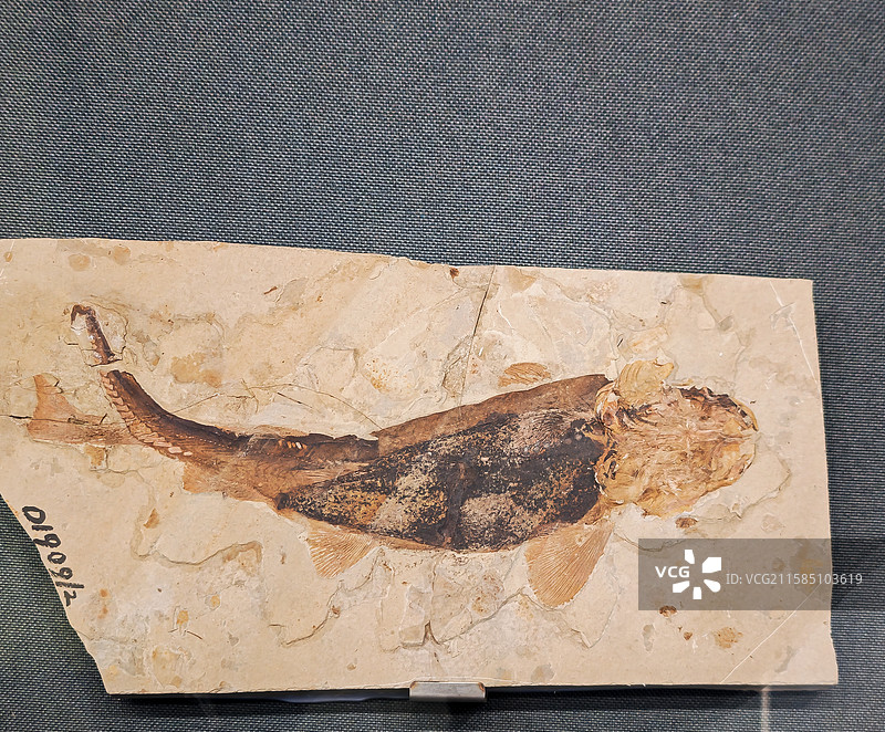 辽宁大连自然博物馆图片素材