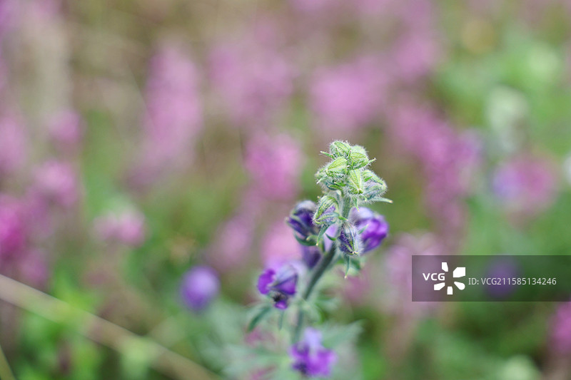 祁连草原野花露蕊乌头特写图片素材