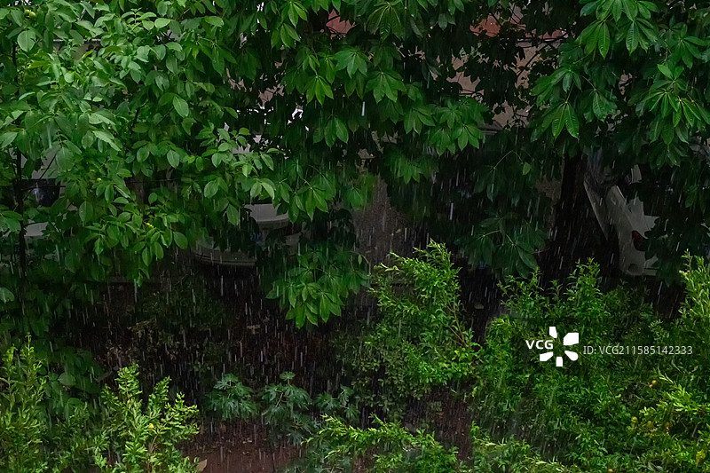中国野生植物拍摄主题，雨天季节绿色的树冠和下雨的雨水落下，户外白昼无人图像摄影图片素材