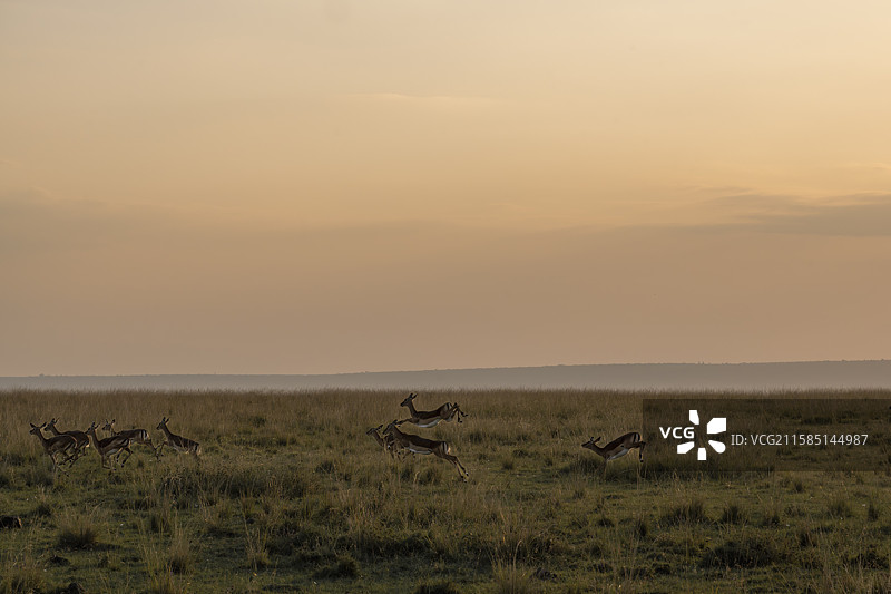 肯尼亚马赛马拉草原落日下奔跑羚羊图片素材