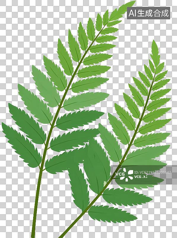 【AI数字艺术】两片绿色蕨类植物叶子特写图片素材
