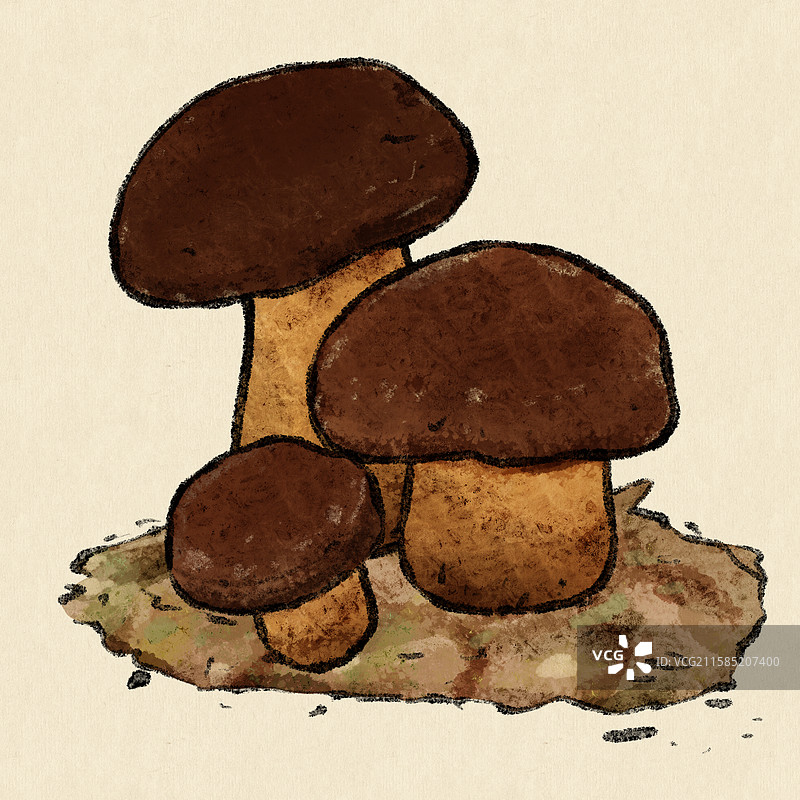 野生菌子-黑牛肝菌图片素材