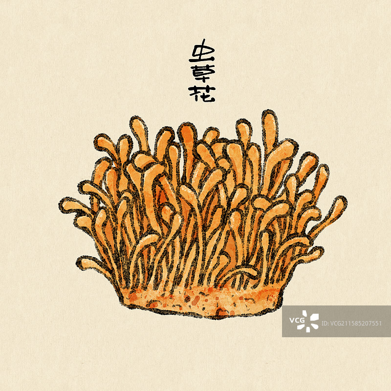 野生菌子-虫草花图片素材