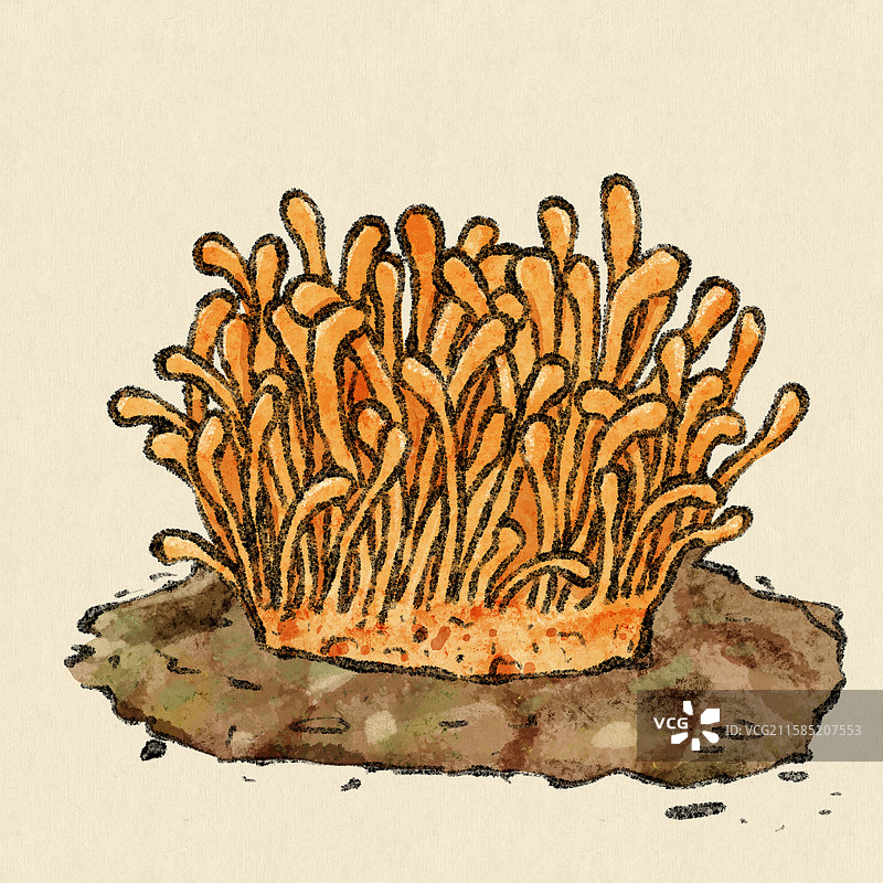 野生菌子-虫草花图片素材