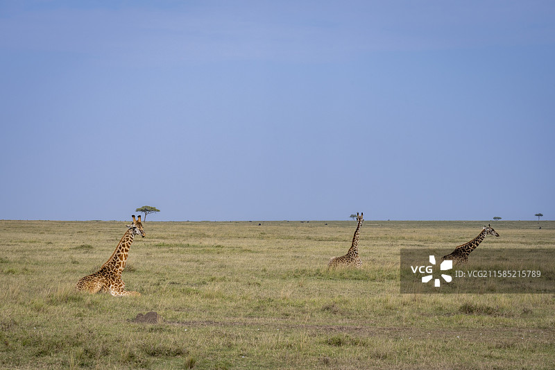 肯尼亚马赛马拉草原长颈鹿图片素材