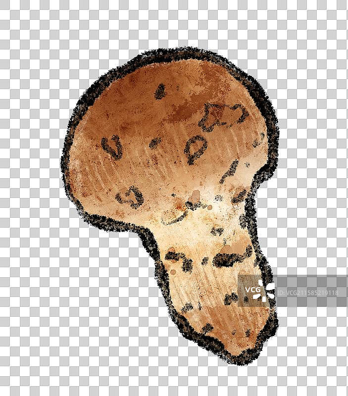 野生菌子-松茸图片素材