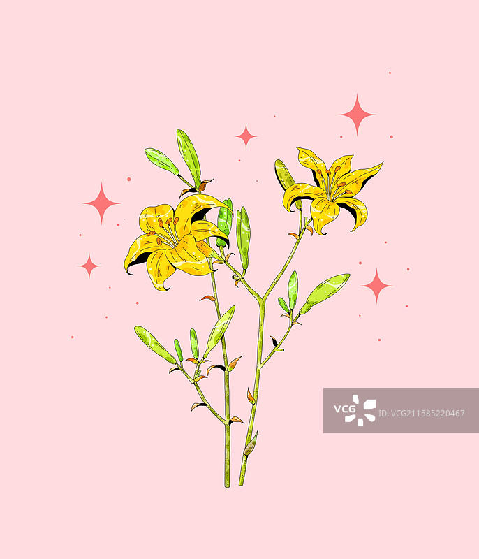 小清新中草药插画-黄花菜图片素材