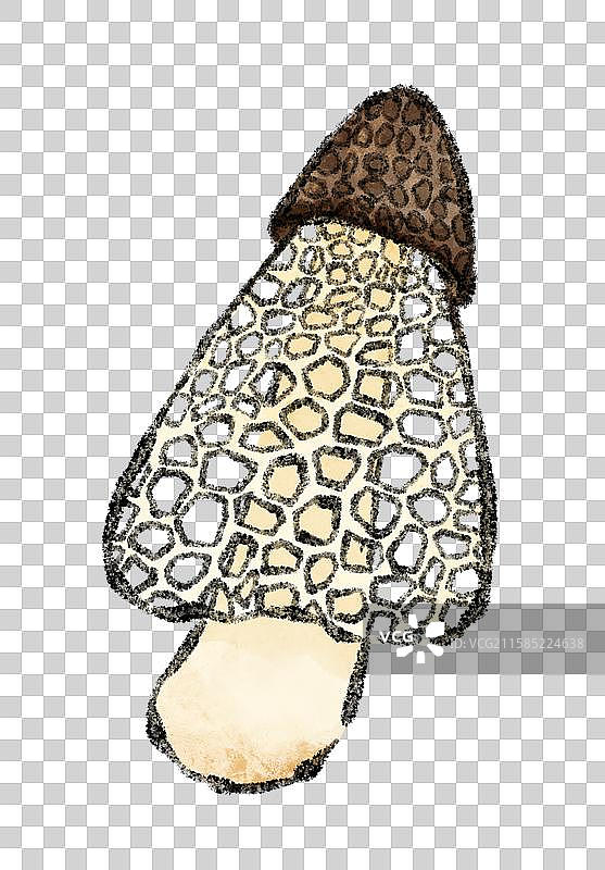 野生菌子-竹荪图片素材