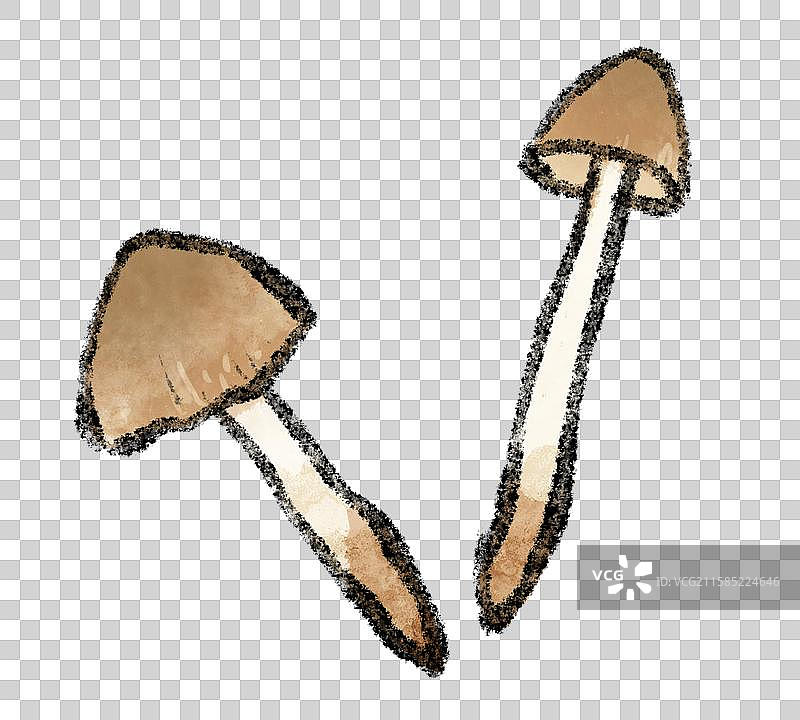 野生菌子-鸡枞菌图片素材