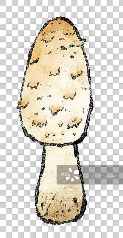 野生菌子-鸡腿菇图片素材