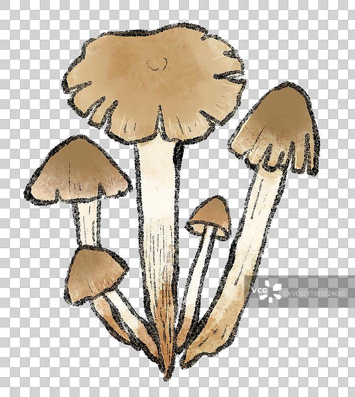 野生菌子-鸡枞菌图片素材