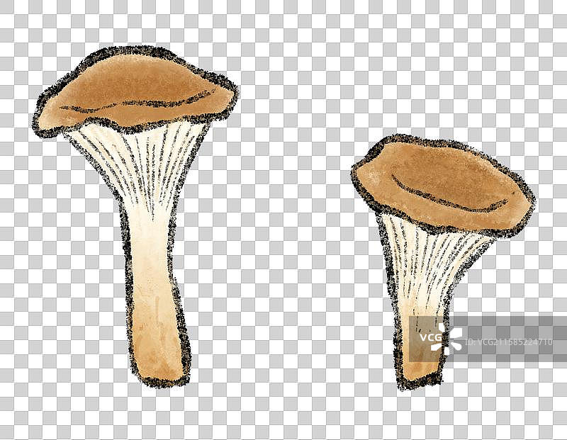 野生菌子-猪肚菌图片素材