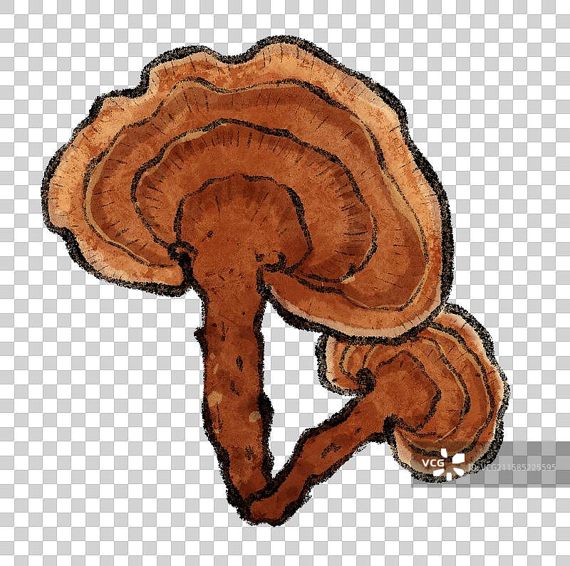 野生菌子-灵芝图片素材