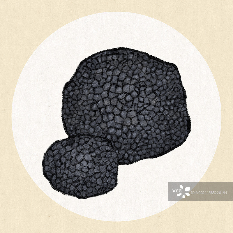 野生菌子-黑松露图片素材