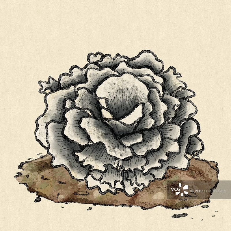 野生菌子-干巴菌图片素材