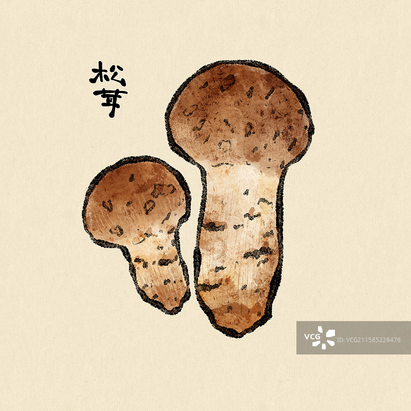 野生菌子-松茸图片素材