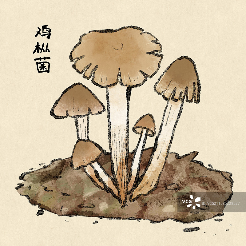 野生菌子-鸡枞菌图片素材