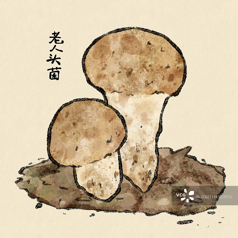 野生菌子-老人头菌图片素材