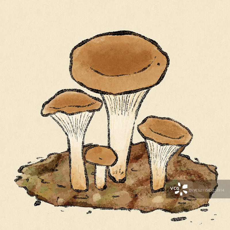野生菌子-猪肚菌图片素材