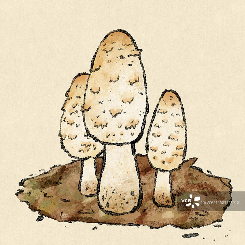 野生菌子-鸡腿菇图片素材