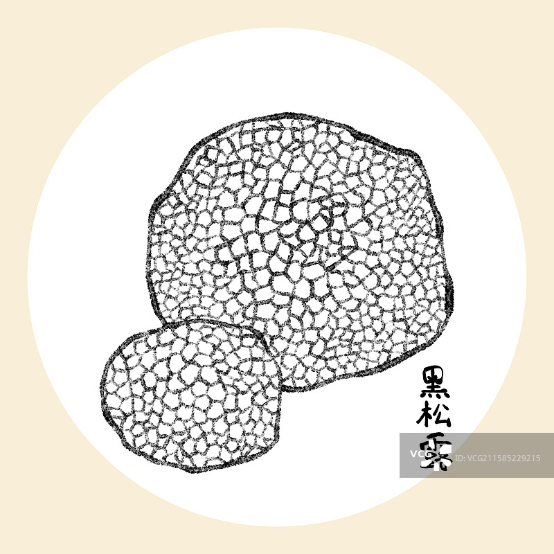 野生菌子-黑松露图片素材