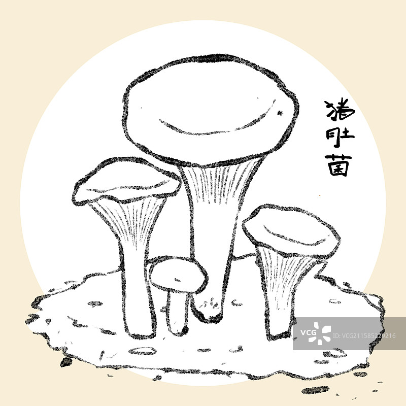 野生菌子-猪肚菌图片素材