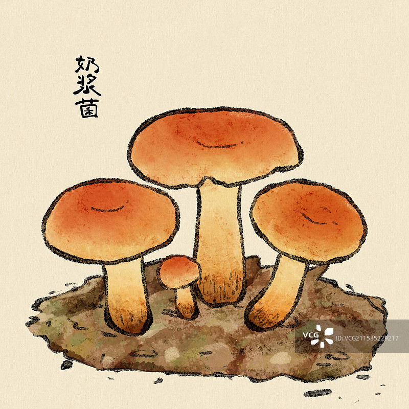 野生菌子-奶浆菌图片素材